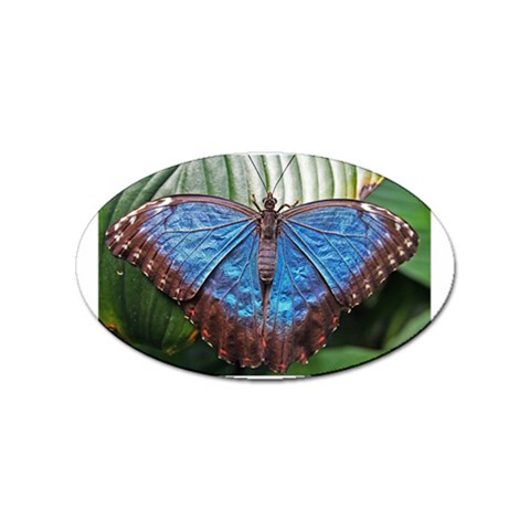 butterfly Sticker (Oval) from ArtsNow.com Front