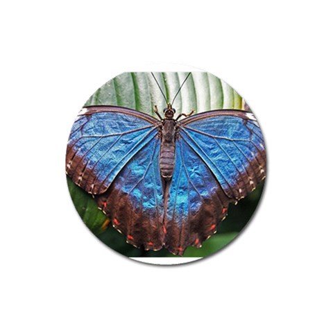 butterfly Magnet 3  (Round) from ArtsNow.com Front