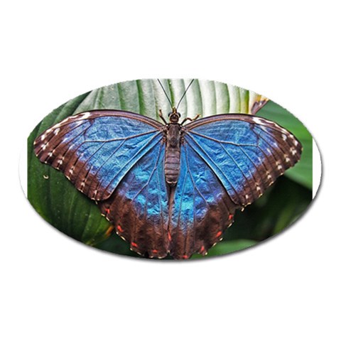 butterfly Magnet (Oval) from ArtsNow.com Front
