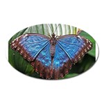 butterfly Magnet (Oval)