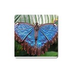 butterfly Magnet (Square)