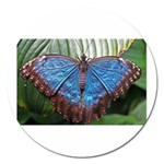 butterfly Magnet 5  (Round)