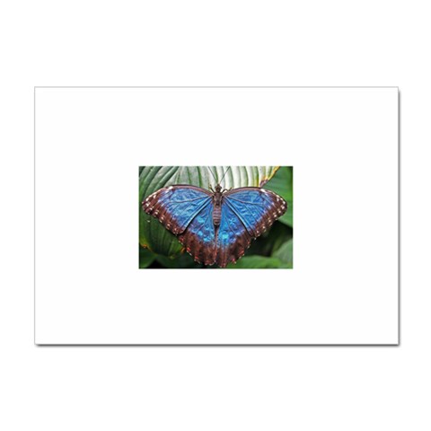 butterfly Sticker A4 (10 pack) from ArtsNow.com Front