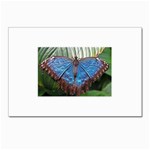 butterfly Postcard 4 x 6  (Pkg of 10)
