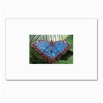 butterfly Postcard 5  x 7 