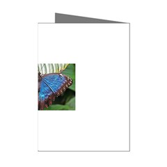 butterfly Mini Greeting Cards (Pkg of 8) from ArtsNow.com Left