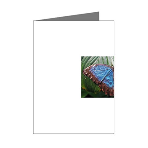 butterfly Mini Greeting Cards (Pkg of 8) from ArtsNow.com Right
