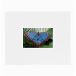 butterfly Glasses Cloth (Small, Two Sides)