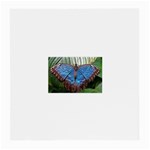 butterfly Glasses Cloth (Medium)
