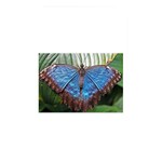 butterfly Memory Card Reader (Rectangular)