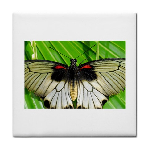 butterfly Tile Coaster from ArtsNow.com Front