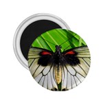 butterfly 2.25  Magnet