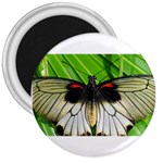 butterfly 3  Magnet