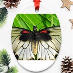 butterfly Ornament (Oval)