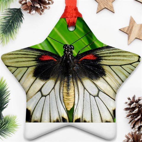 butterfly Ornament (Star) from ArtsNow.com Front