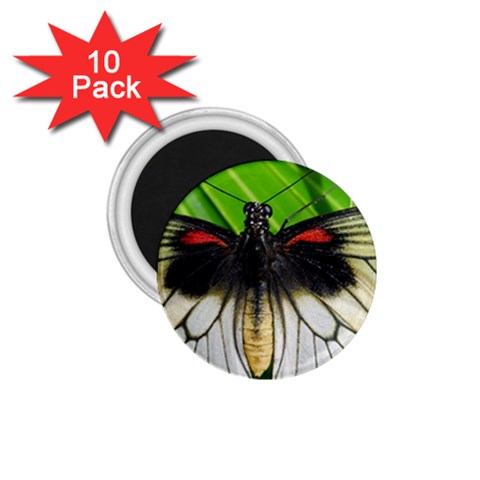 butterfly 1.75  Magnet (10 pack)  from ArtsNow.com Front