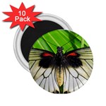 butterfly 2.25  Magnet (10 pack)