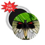 butterfly 2.25  Magnet (100 pack) 