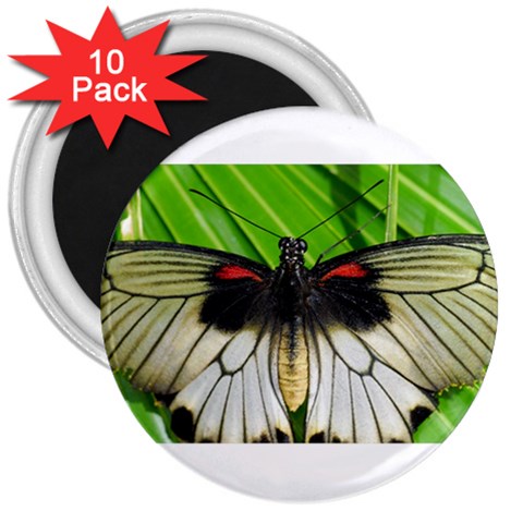 butterfly 3  Magnet (10 pack) from ArtsNow.com Front