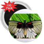 butterfly 3  Magnet (100 pack)