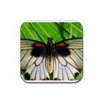 butterfly Rubber Coaster (Square)