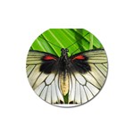 butterfly Magnet 3  (Round)