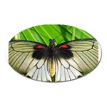 butterfly Magnet (Oval)