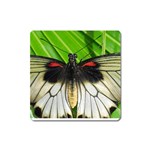 butterfly Magnet (Square)