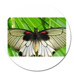 butterfly Magnet 5  (Round)