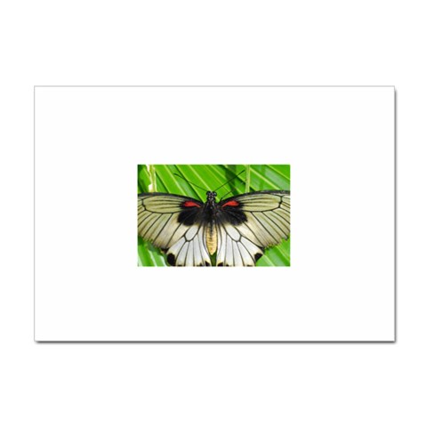 butterfly Sticker A4 (10 pack) from ArtsNow.com Front