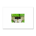 butterfly Sticker A4 (10 pack)