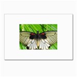 butterfly Postcard 4  x 6 