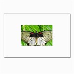 butterfly Postcard 5  x 7 