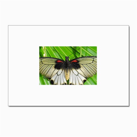 butterfly Postcards 5  x 7  (Pkg of 10) from ArtsNow.com Front