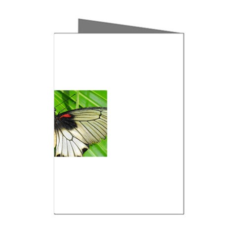butterfly Mini Greeting Cards (Pkg of 8) from ArtsNow.com Left