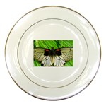 butterfly Porcelain Plate