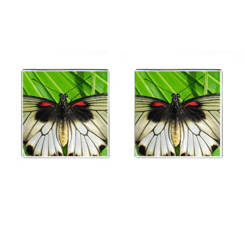 butterfly Cufflinks (Square) from ArtsNow.com Front(Pair)