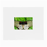 butterfly Glasses Cloth (Small, Two Sides)