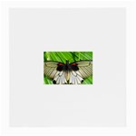 butterfly Glasses Cloth (Medium)