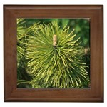 leaf Framed Tile