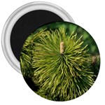 leaf 3  Magnet