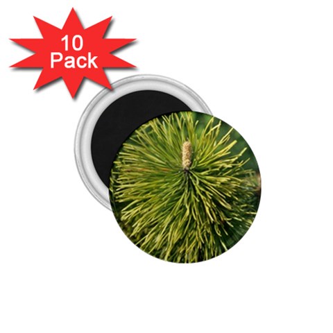 leaf 1.75  Magnet (10 pack)  from ArtsNow.com Front