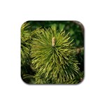 leaf Rubber Coaster (Square)