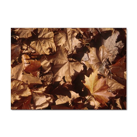 leaves Sticker A4 (100 pack) from ArtsNow.com Front