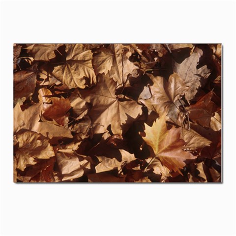 leaves Postcard 4 x 6  (Pkg of 10) from ArtsNow.com Front