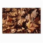 leaves Postcards 5  x 7  (Pkg of 10)