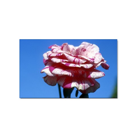 flower Front