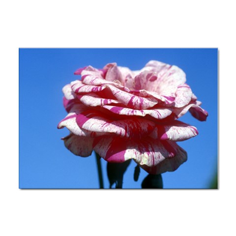 flower Front