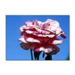flower-bv5wa Sticker A4 (100 pack)