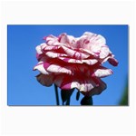 flower-bv5wa Postcard 4 x 6  (Pkg of 10)